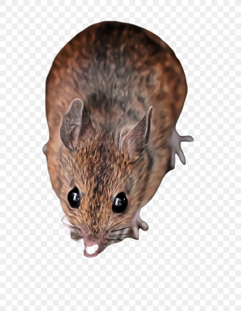 Mouse Rat Muridae Muroidea Pest, PNG, 1760x2272px, Mouse, Gerbil, Grasshopper Mouse, Meadow Jumping Mouse, Muridae Download Free