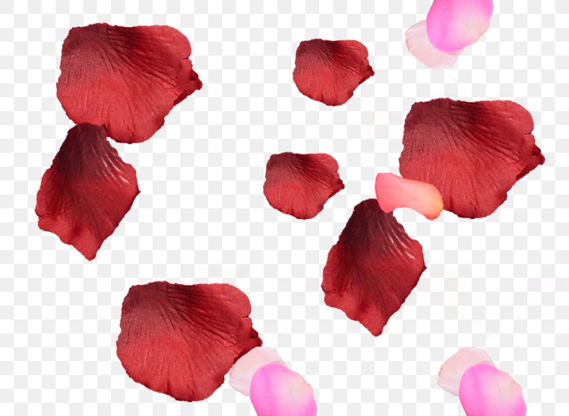 Petal Flower Image Garden Roses, PNG, 800x599px, Petal, Albom, Floral Design, Flower, Garden Roses Download Free