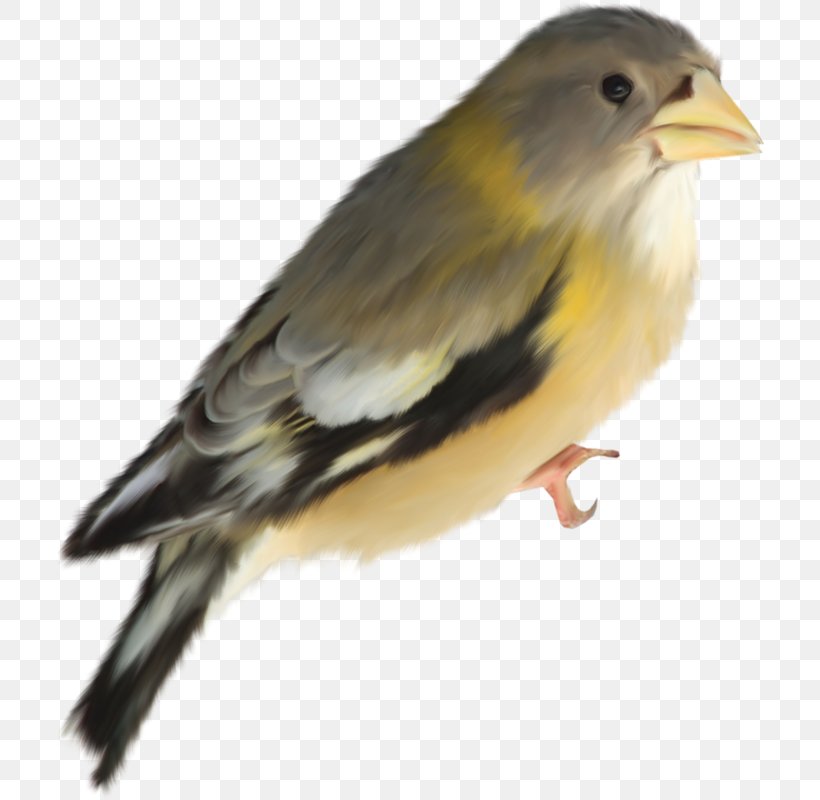 Bird Lark, PNG, 709x800px, Bird, Beak, Chickadee, Drawing, Emberizidae Download Free