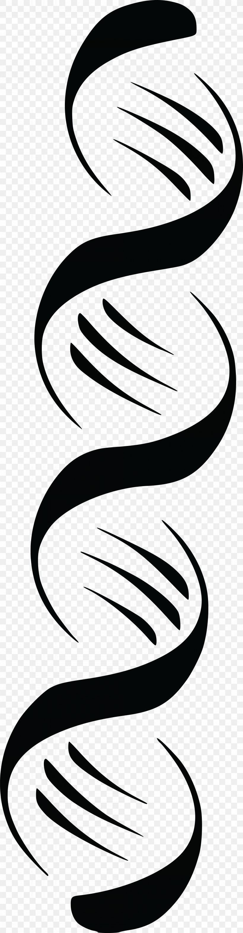 Clip Art Nucleic Acid Double Helix DNA Spiral, PNG, 4000x15310px, Nucleic Acid Double Helix, Artwork, Black And White, Dna, Drawing Download Free