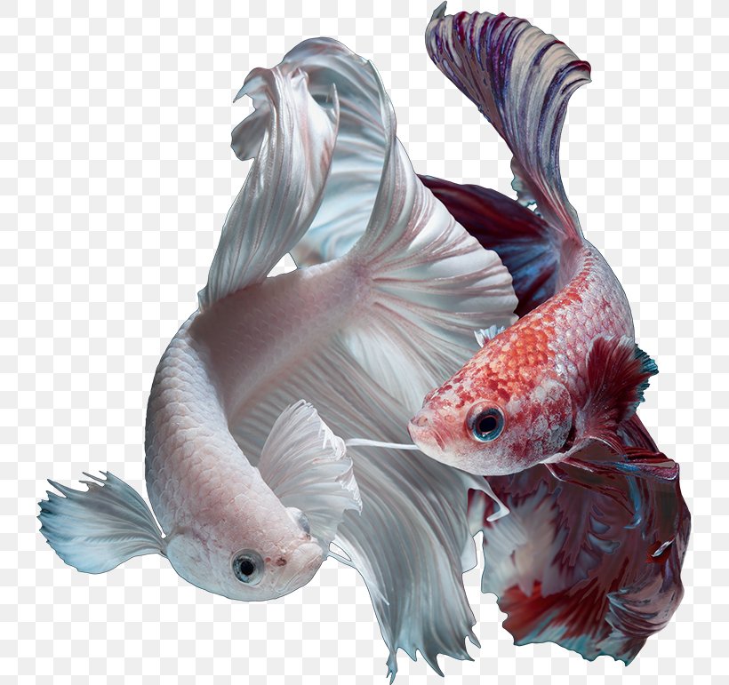 Goldfish Aquarium Boeseman's Rainbowfish Dawn Tetra Golden Retriever, PNG, 737x771px, Goldfish, Ankara, Aquarium, Boesemans Rainbowfish, Dog Breed Download Free