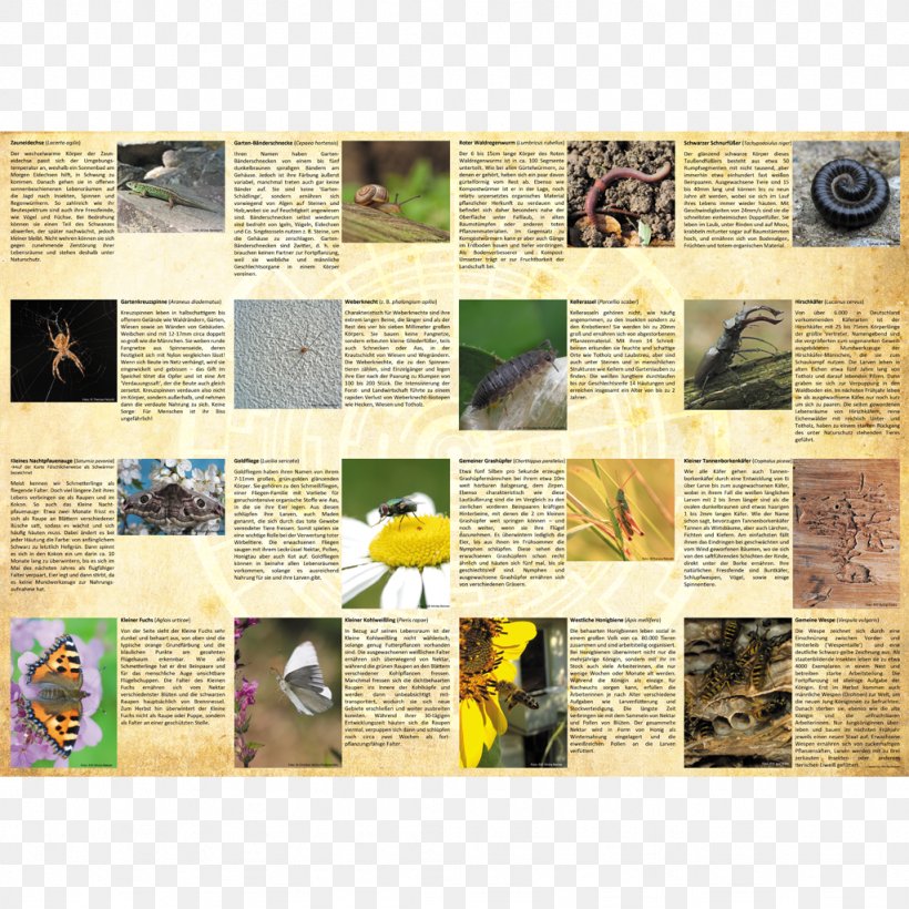 Information Board Game Ecogon Species, PNG, 1024x1024px, Information, Animal, Board Game, Fauna, Flooring Download Free