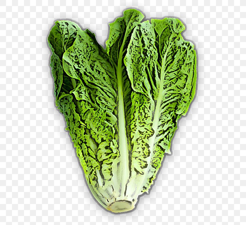 Leaf Vegetable Cabbage Vegetable Chard Romaine Lettuce, PNG, 600x750px, Leaf Vegetable, Cabbage, Chard, Chinese Cabbage, Leaf Download Free