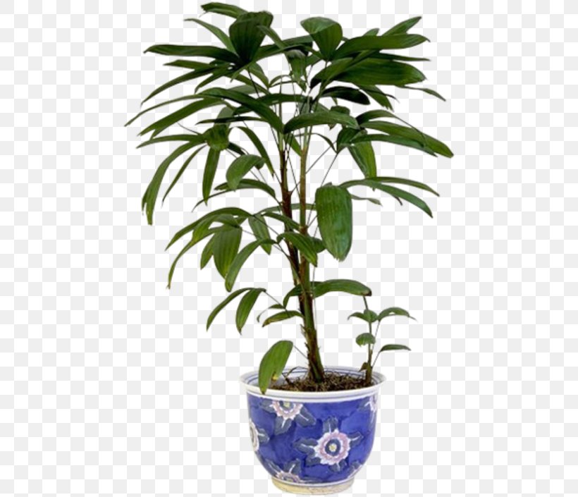 Plant Stem Houseplant Flowerpot, PNG, 474x705px, 2018 Bmw 3 Series, Plant, Bmw 3 Series, Bmw 3erreihe, Cadichon Download Free