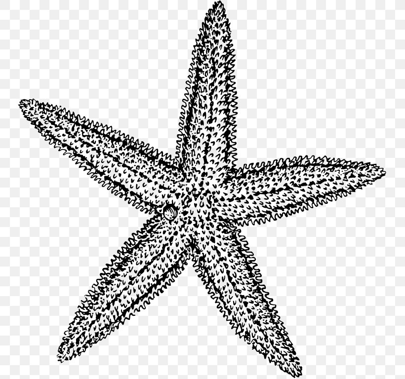 Starfish Black And White Drawing Clip Art, PNG, 748x768px, Starfish, Black, Black And White, Body Jewelry, Color Download Free