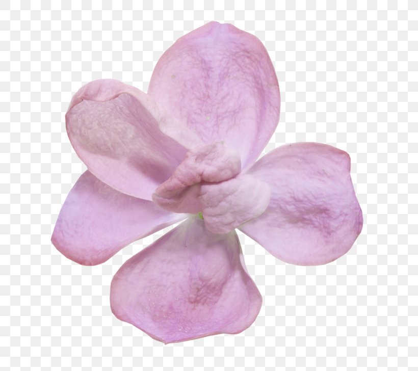 Embellishment Flower Petal Scrapbooking, PNG, 800x728px, Embellishment, Cut Flowers, Flower, Lavender, Lilac Download Free