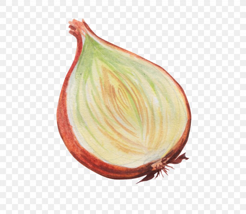 Onion Vegetable, PNG, 2300x2000px, Onion, Food, Fruit, Gratis, Painting Download Free