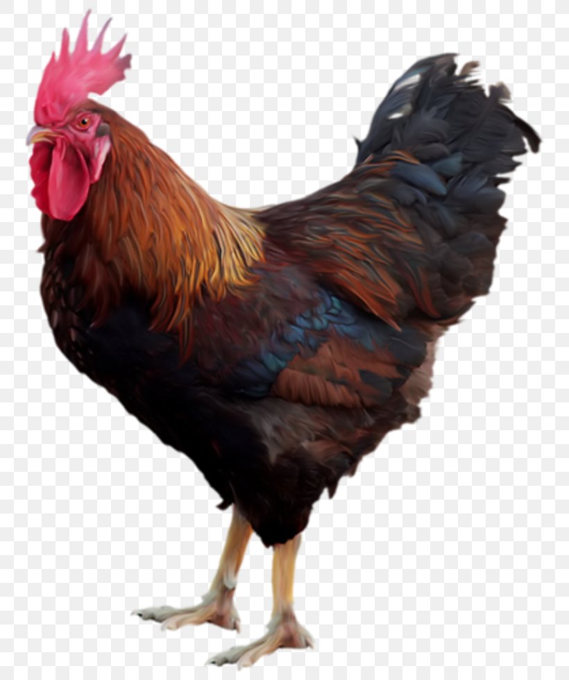 Rooster Clip Art, PNG, 770x980px, Rooster, Beak, Bird, Chicken, Digital Image Download Free
