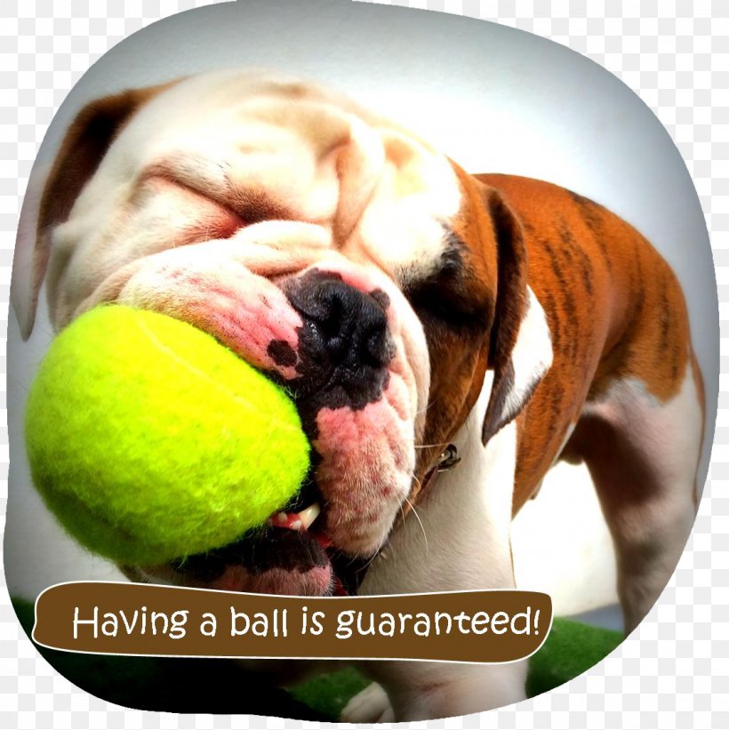 Bulldog Puppy Ka-Pooch! Doggy Daycare Dog Breed IPod Touch, PNG, 1116x1118px, Bulldog, App Store, Apple, Carnivoran, Dog Download Free