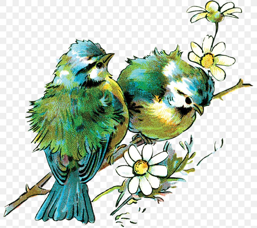 Bird Parrot Drawing, PNG, 800x727px, Bird, Art, Beak, Branch, Common Pet Parakeet Download Free