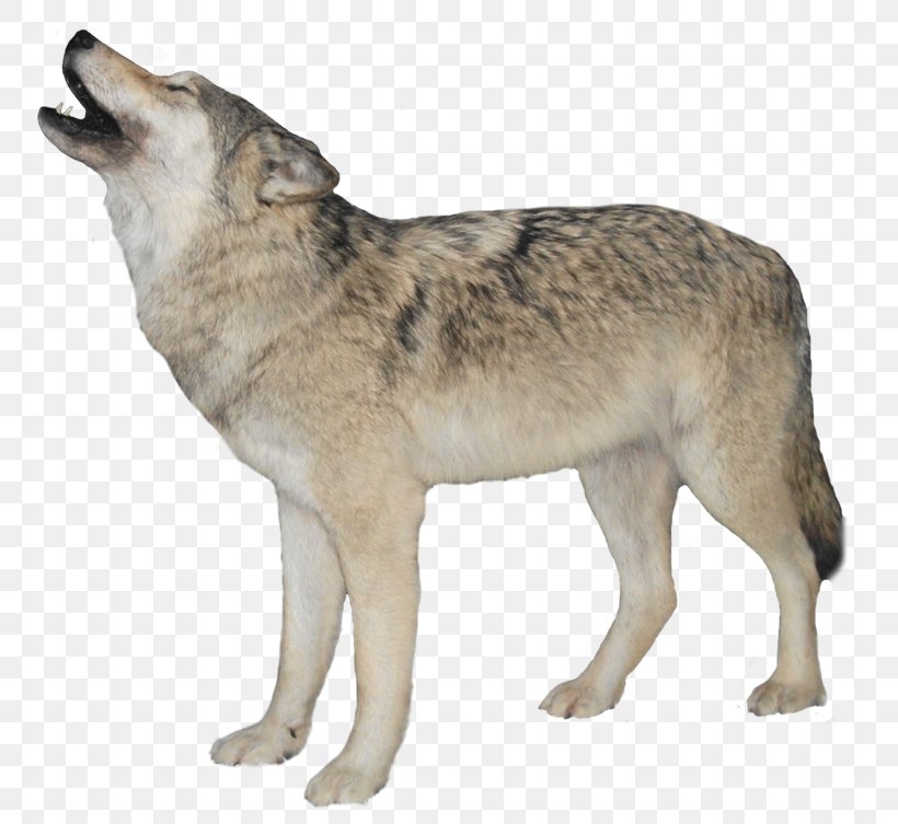 Dog Aniu Red Fox Arctic Wolf, PNG, 800x753px, Dog, Alaskan Tundra Wolf, Aniu, Arctic Wolf, Black Wolf Download Free