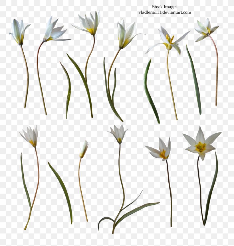 Flower Clip Art, PNG, 800x864px, Flower, Branch, Commodity, Flora, Floral Design Download Free