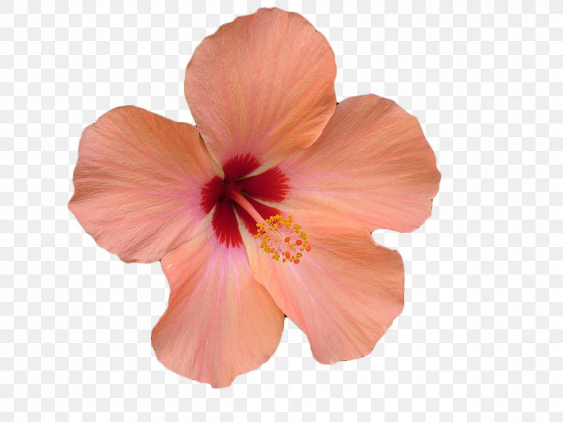 Flower Hibiscus Stock Photography Stock.xchng Clip Art, PNG, 1200x900px, Flower, Chinese Hibiscus, Color, Flower Bouquet, Flowering Plant Download Free