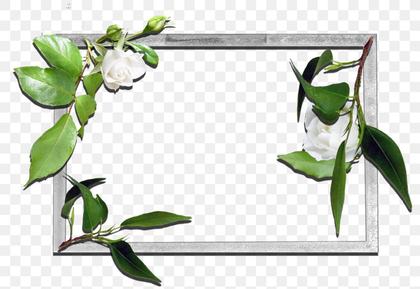 Picture Frames Floral Design Flower, PNG, 800x565px, Picture Frames, Branch, Cut Flowers, Digital Image, Flora Download Free