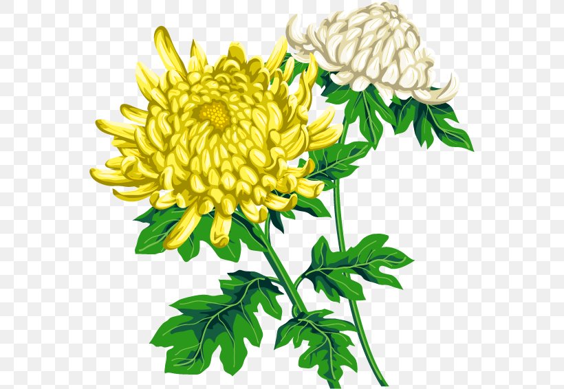 Shorinji Chrysanthemum ×grandiflorum Birth Flower Double Ninth Festival, PNG, 560x566px, Shorinji, Birth Flower, Chrysanthemum Grandiflorum, Chrysanths, Cut Flowers Download Free