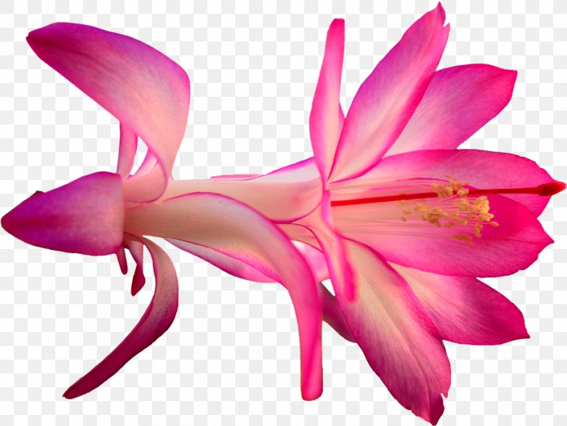Cactaceae Plant Flower Clip Art, PNG, 957x720px, Cactaceae, Christmas, Clipping, Close Up, Cut Flowers Download Free