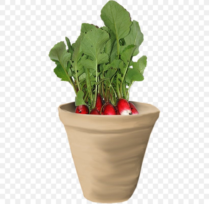 Chard Radish Carrot Vegetable Food, PNG, 440x800px, Chard, Carbohydrate, Carrot, Flowerpot, Food Download Free
