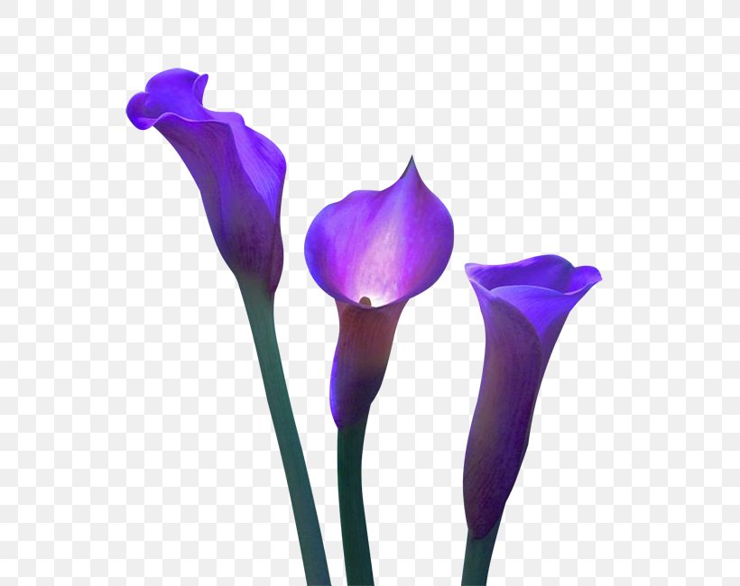 Cut Flowers Violet Plant Calla, PNG, 611x650px, Flower, Calla, Crocus, Cut Flowers, Flower Bouquet Download Free