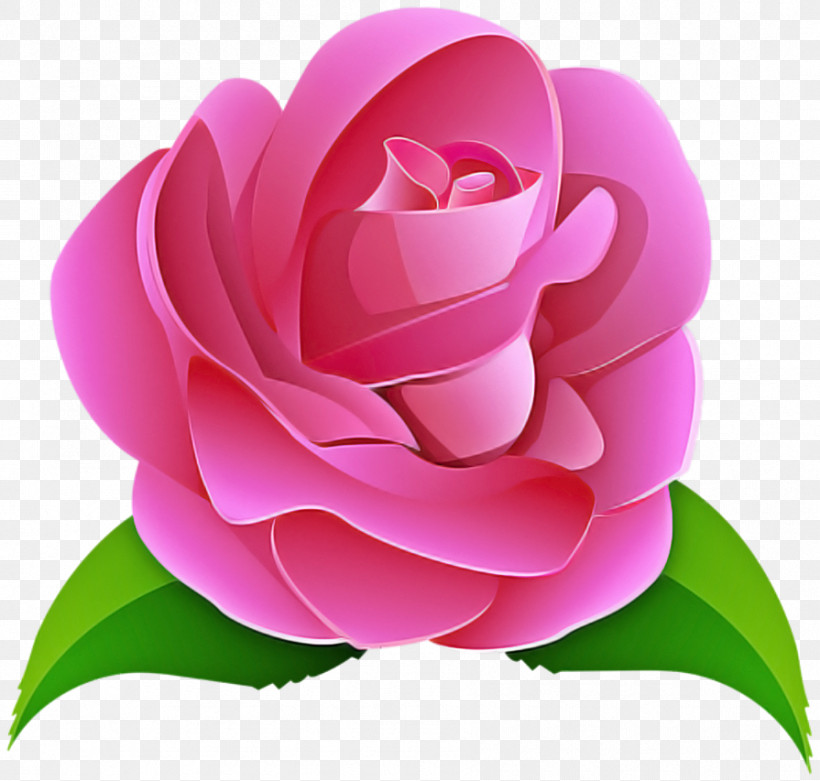 Garden Roses, PNG, 895x853px, Petal, Flower, Garden Roses, Japanese Camellia, Pink Download Free