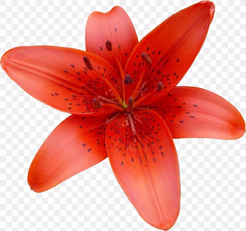 Lilium Bulbiferum Flower Clip Art, PNG, 1200x1127px, Lilium Bulbiferum, Close Up, Computer Software, Digital Image, Flower Download Free
