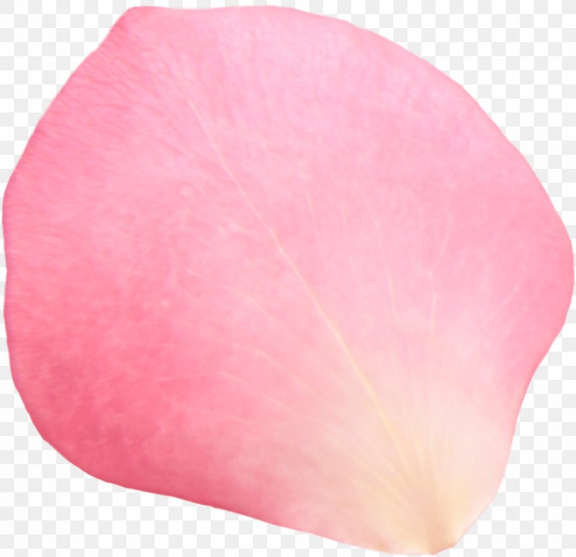Petal Pink Beach Rose Clip Art, PNG, 1175x1136px, Petal, Beach Rose, Color, Drawing, Flower Download Free