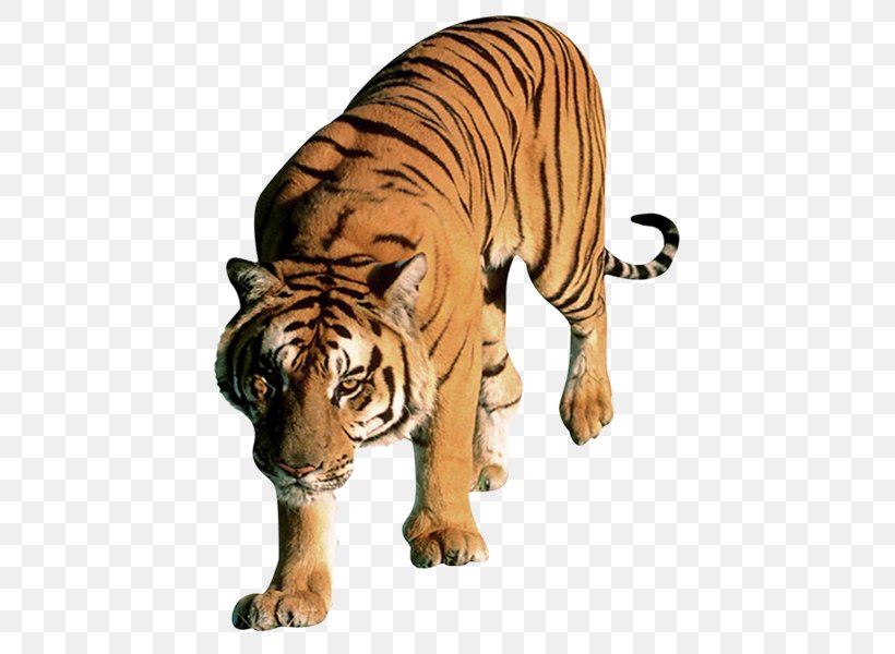 Word Letter Sumatran Tiger Child, PNG, 600x600px, Word, Animal Figure, Bengal Tiger, Big Cats, Carnivoran Download Free