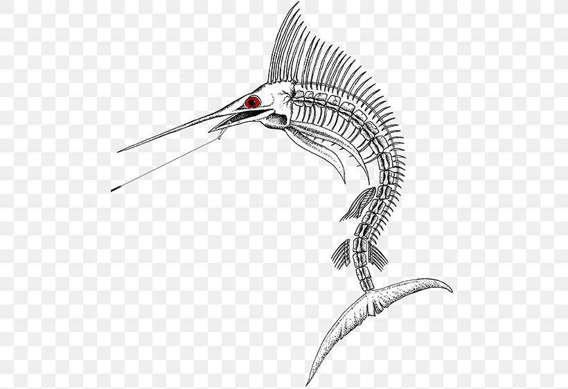 Atlantic Blue Marlin Marlin Fishing, PNG, 500x562px, Marlin, Art, Atlantic Blue Marlin, Beak, Black And White Download Free