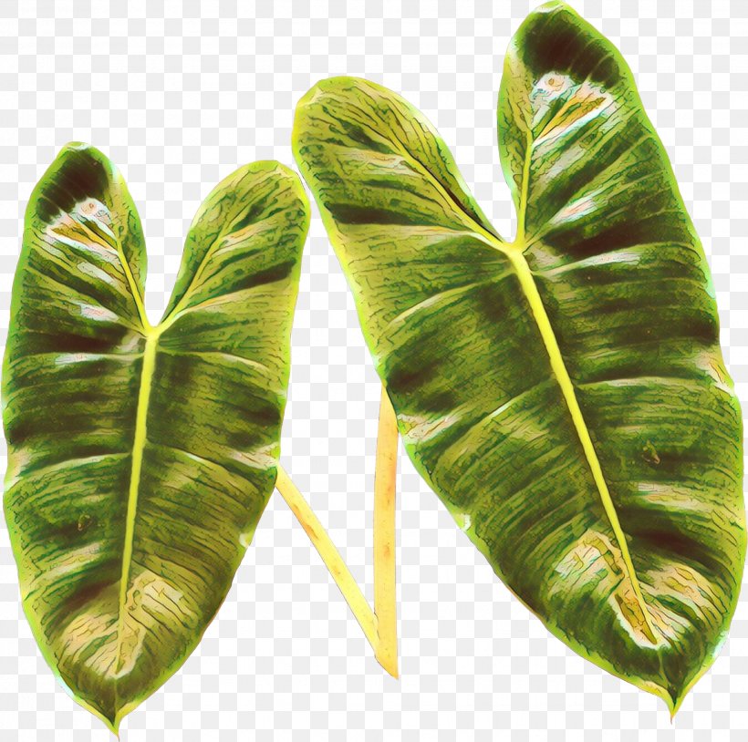 Feather, PNG, 1938x1926px, Cartoon, Chard, Feather, Flower, Leaf Download Free