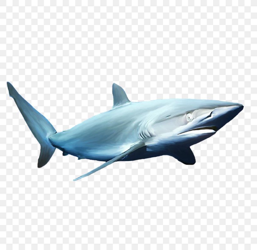Great White Shark Blue Shark Common Bottlenose Dolphin Shark Fin Soup Mackerel Sharks, PNG, 800x800px, Great White Shark, Animal, Blue Shark, Cartilaginous Fish, Cartilaginous Fishes Download Free