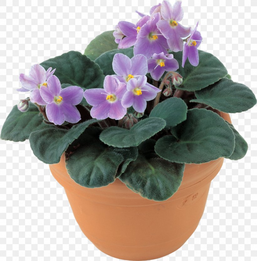Matthiola Incana Flower Color Violet Green, PNG, 1061x1080px, Matthiola Incana, Antirrhinum Majus, Blue, Cabbage Family, Color Download Free