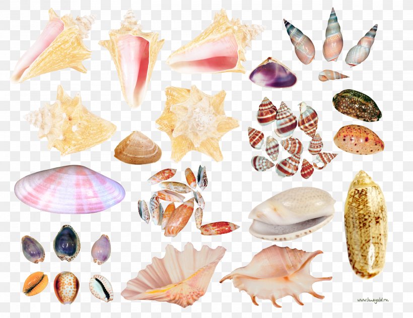 Seashell Conch Clip Art, PNG, 2800x2157px, Seashell, Conch, Conchology, Digital Image, Invertebrate Download Free