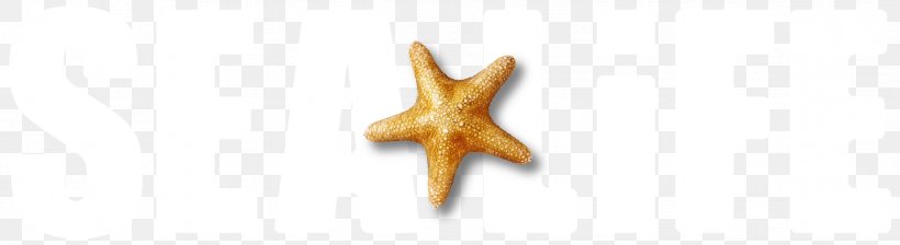 Starfish, PNG, 2339x639px, Starfish, Wing Download Free