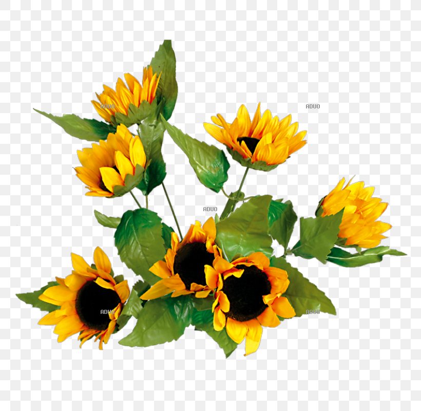 Common Sunflower Yellow Floral Design Autumn, PNG, 800x800px, Common Sunflower, Annual Plant, Autumn, Calendula, Cut Flowers Download Free