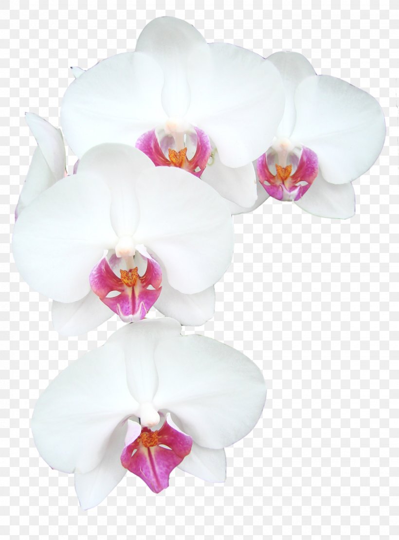 Flower Bouquet Nosegay, PNG, 1848x2502px, Flower, Cut Flowers, Drawing, Floral Design, Flower Bouquet Download Free
