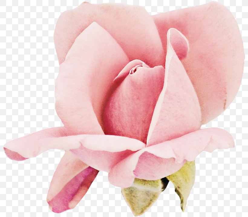 Garden Roses Cabbage Rose Cut Flowers Petal Pink M, PNG, 800x716px, Garden Roses, Cabbage Rose, Close Up, Closeup, Cut Flowers Download Free