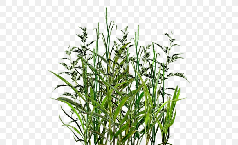 Herbaceous Plant Clip Art, PNG, 500x500px, Herbaceous Plant, Commodity, Flower, Grass, Grass Family Download Free