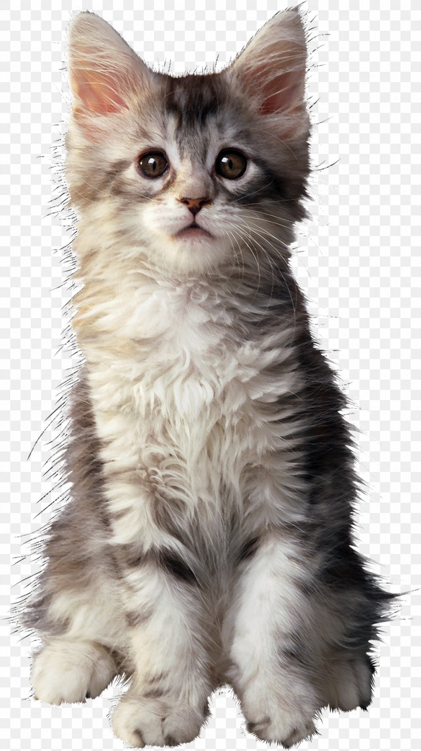 Maine Coon Kitten Persian Cat Golden Retriever Puppy, PNG, 896x1600px, Maine Coon, American Wirehair, Asian Semi Longhair, Breed, British Semi Longhair Download Free