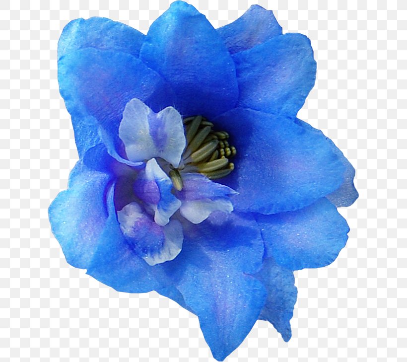 Blue Flowering Plant Flower Petal Plant, PNG, 630x729px, Blue, Cobalt Blue, Cut Flowers, Delphinium, Flower Download Free