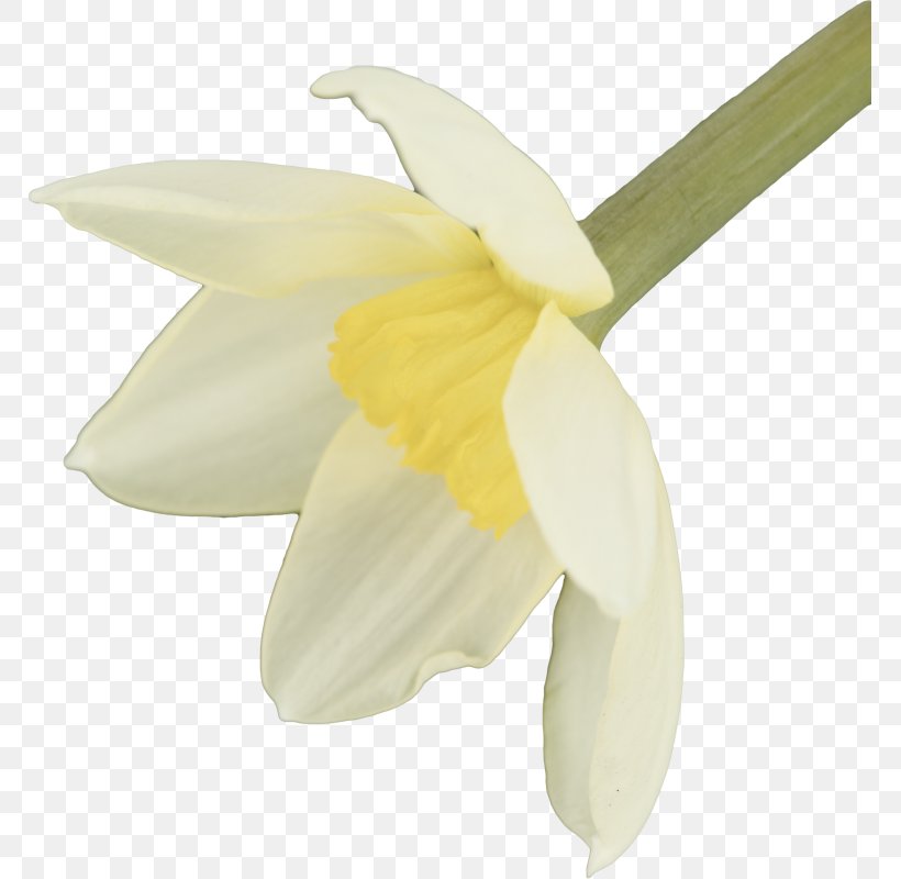 Calas Narcissus Moth Orchids Snowdrop, PNG, 767x800px, Calas, Amaryllis Family, Arum, Flower, Flowering Plant Download Free