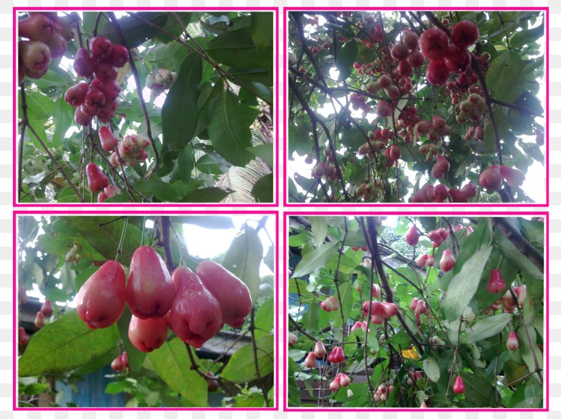 Malay Apple Subshrub Syzygium, PNG, 1600x1196px, Subshrub, Berry, Flora, Fruit, Plant Download Free