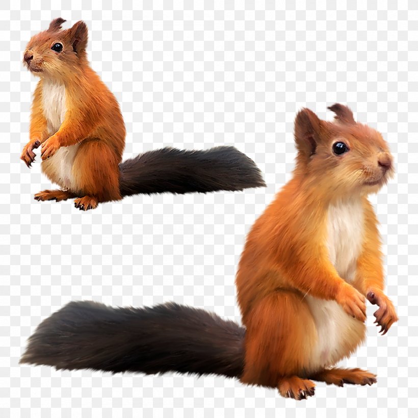 Tree Squirrel Clip Art, PNG, 1000x1000px, Squirrel, Animal, Blog, Data, Fauna Download Free