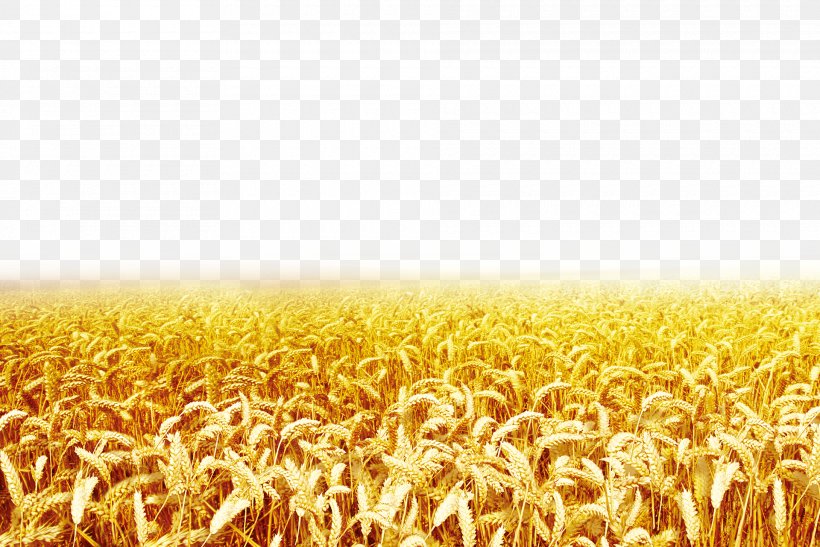 Wheat Clip Art, PNG, 1920x1281px, Wheat, Agriculture, Cereal, Commodity, Crop Download Free