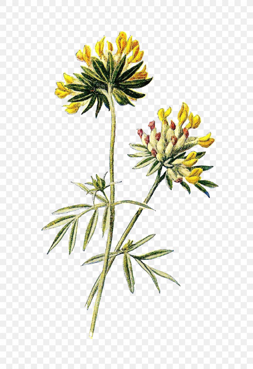 Wildflower Botany, PNG, 1096x1600px, Flower, Anthyllis Vulneraria, Art, Botany, Cut Flowers Download Free