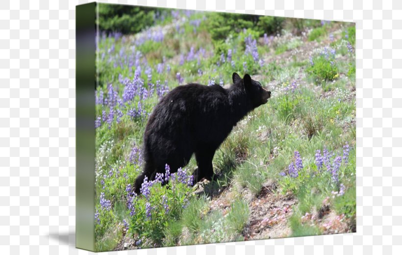 American Black Bear Fauna Wildlife, PNG, 650x520px, American Black Bear, Bear, Fauna, Grass, Wildlife Download Free