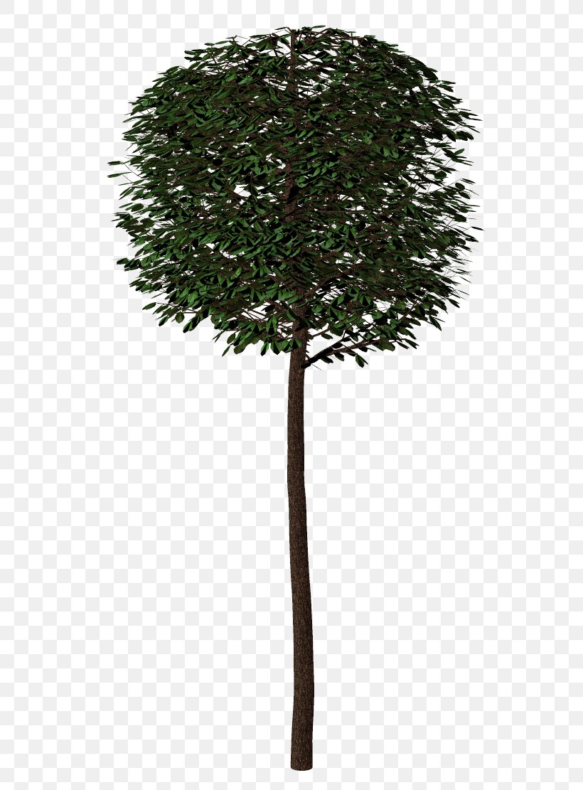 Branch Shrub Tree Arecaceae Plant, PNG, 598x1111px, Branch, Arecaceae, Evergreen, Flowerpot, Houseplant Download Free
