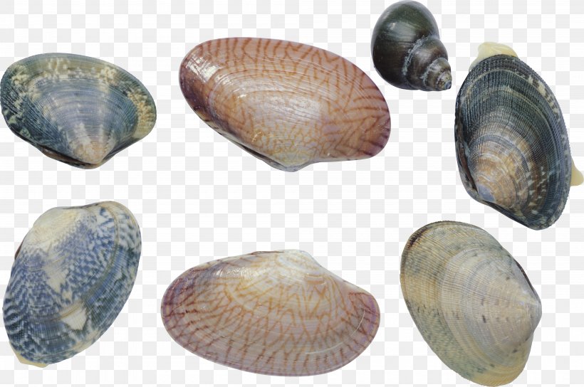 Cockle Shellfish Clam Mussel Sea Snail, PNG, 4000x2655px, Cockle, Animal Source Foods, Artifact, Baltic Clam, Baltic Macoma Download Free