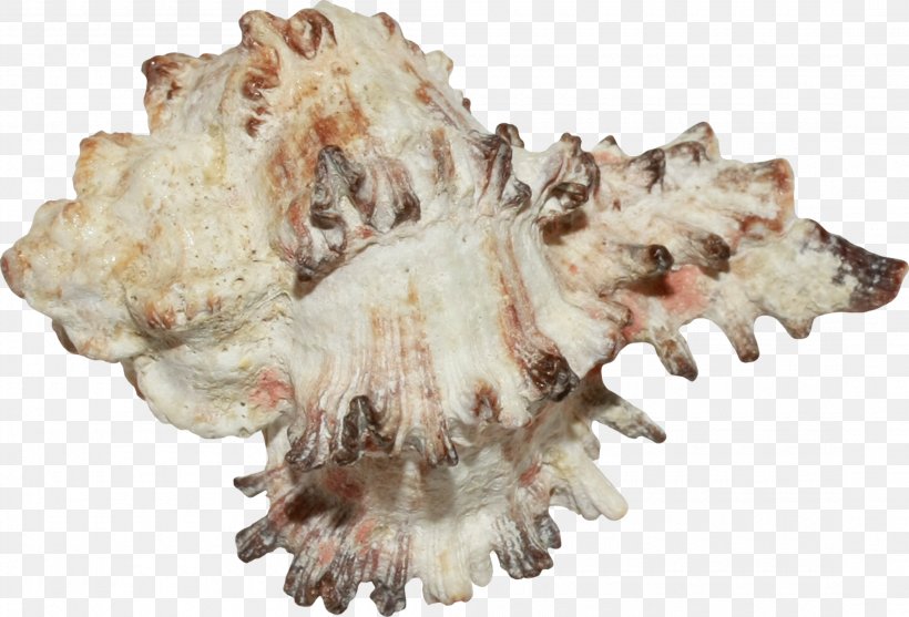 Seashell Conchology Jaw, PNG, 2200x1497px, Seashell, Animal Product, Conch, Conchology, Jaw Download Free