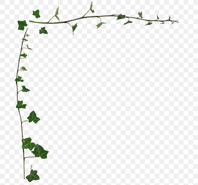 Common Ivy Vine Desktop Wallpaper Stock Photography Clip Art, PNG, 740x767px, Common Ivy, Area, Border, Branch, Flora Download Free