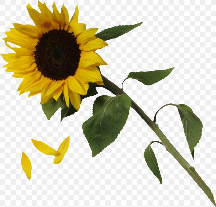 Common Sunflower Clip Art, PNG, 1901x1821px, Common Sunflower, Daisy Family, David Sunflower Seeds, Flower, Flowering Plant Download Free