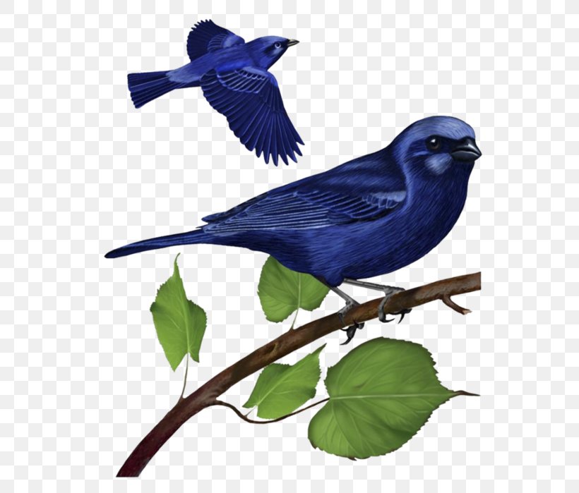 Clip Art Image Bird Free Content, PNG, 612x699px, Bird, Beak, Bluebird, Bluebirds, Drawing Download Free